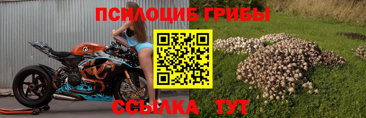 Новозыбков  Псилоцибиновые грибы мухоморы  даркнет сайт  Псилоцибиновые грибы MAGIC MUSHROOMS  Вход с VPN 